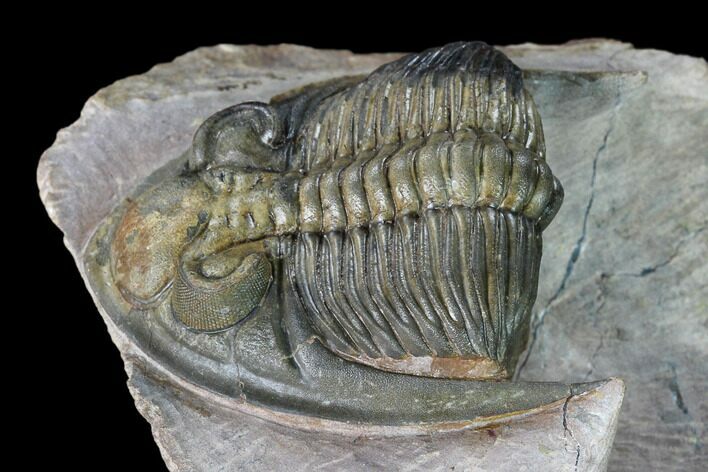 Uncommon Odontochile Trilobite - Lghaft, Morocco #146906